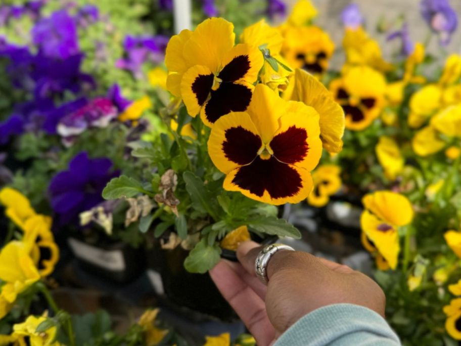 Hand holding a potted pansy plant