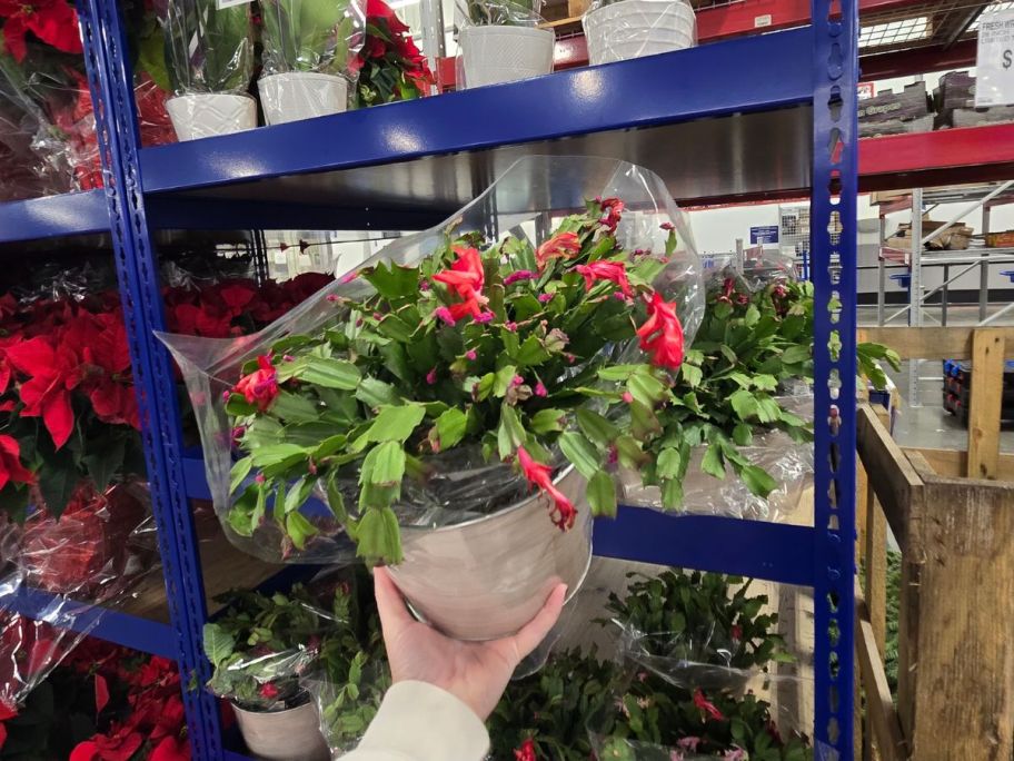 A person holding a Sam's Club Cactus in the store