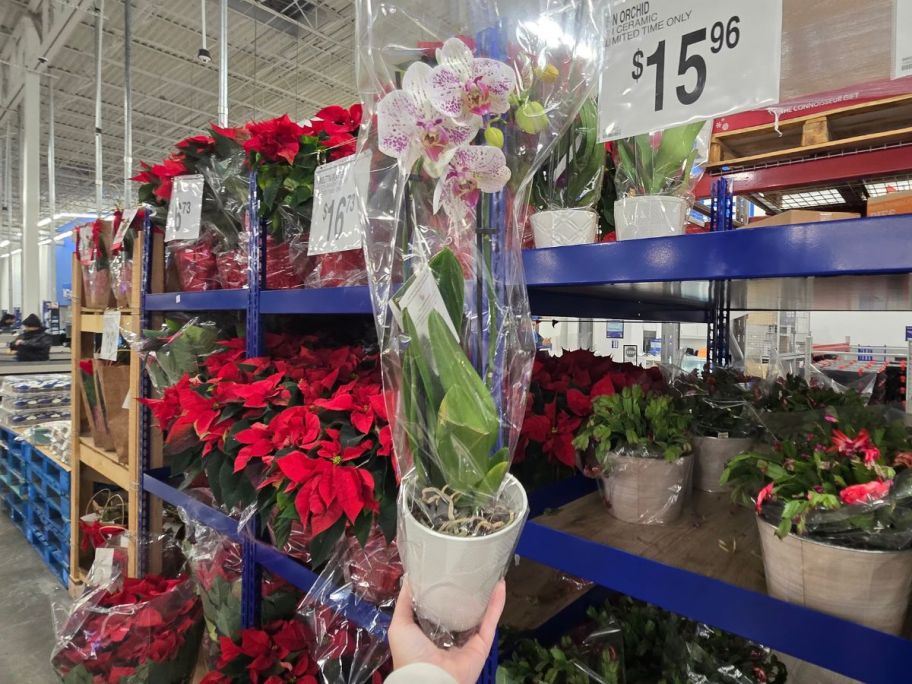 A person holding a Sam's Club orchid in the store