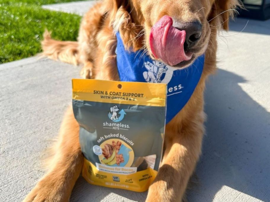 Dog with a bag of Shameless Pets dog treats between its paws
