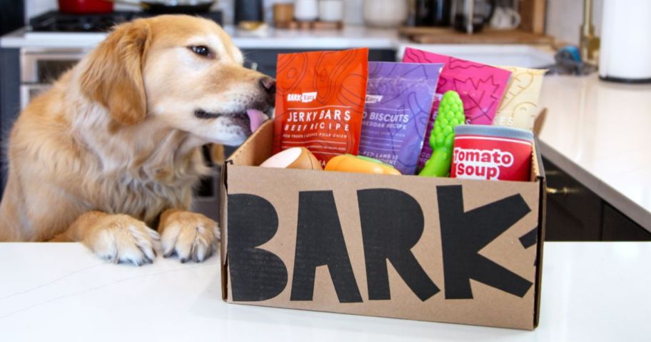 A Golden retriever licking a Bark box filled with toys and treats