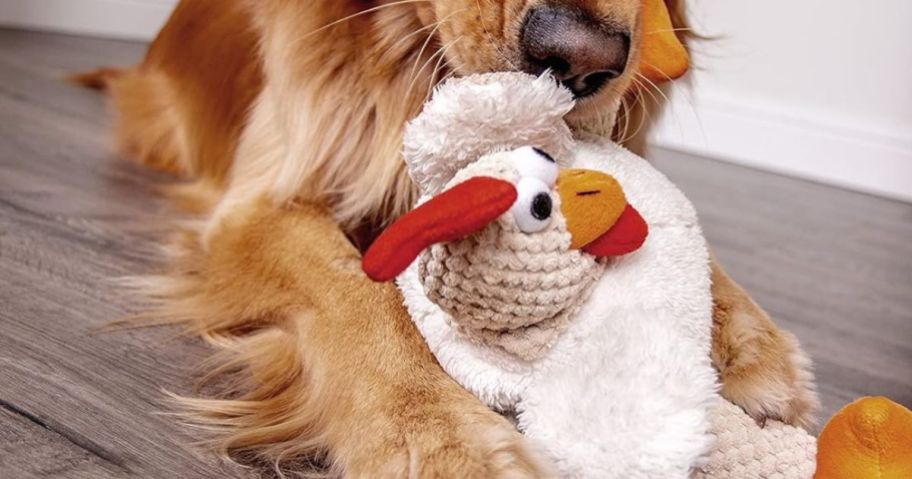 Dog playing with a plush chicken toy