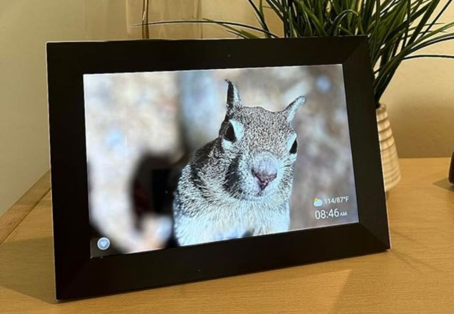 a digital picture fram displaying a close up imager of a squirrel