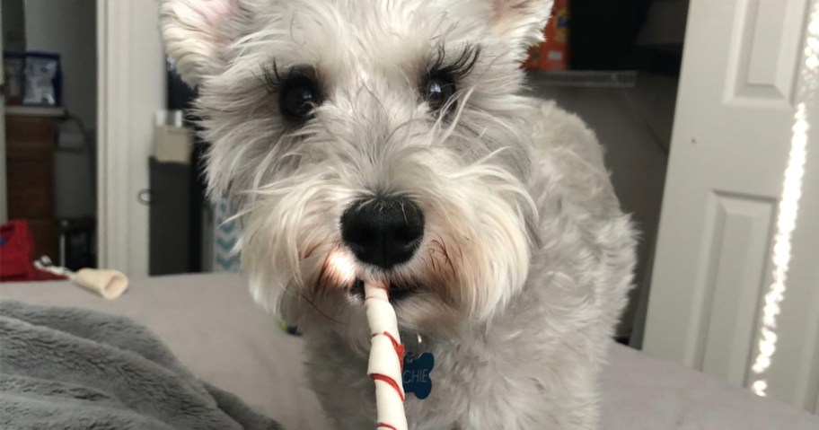 gray dog with white and red treat in its mouth