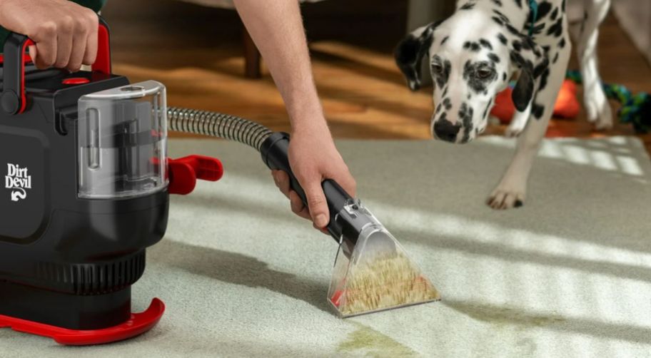 a woman cleaning a spot on a rug with a spot cleaning vacuum while a dalmation looks on. 