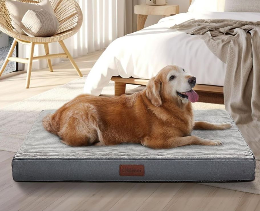 a golden retriever laying on a big gray dog bed