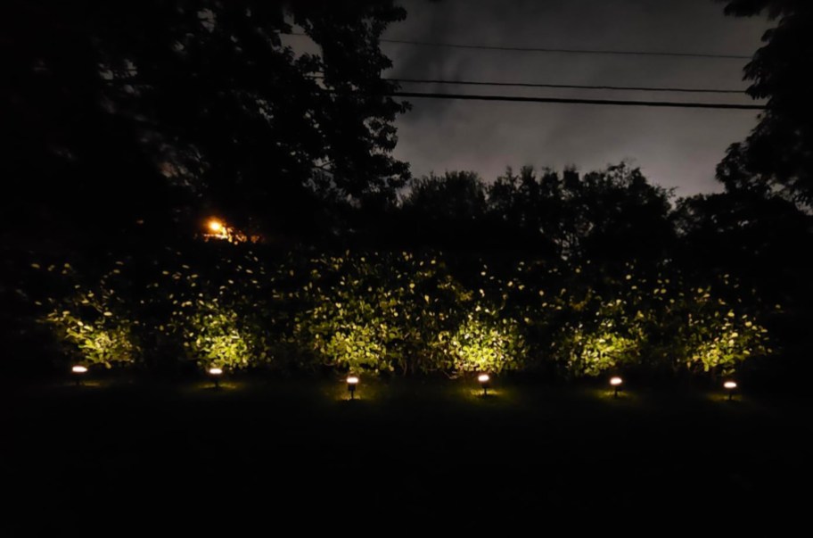 outdoor light fixers on trees