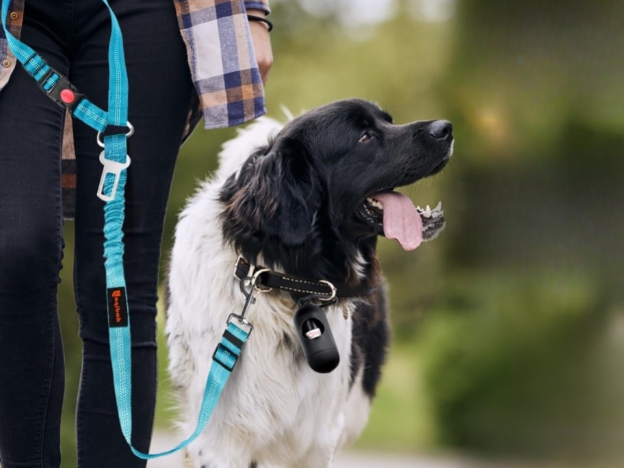 black and white dog walking next to a person on a blue leash