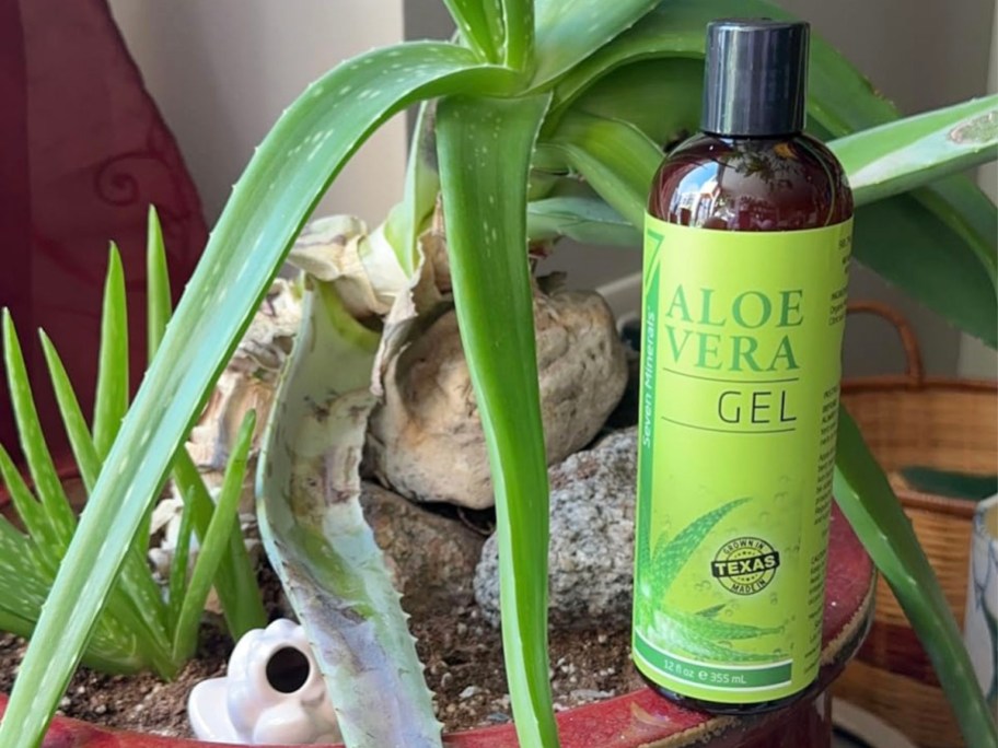 bottle of aloe vera gel near aloe plant