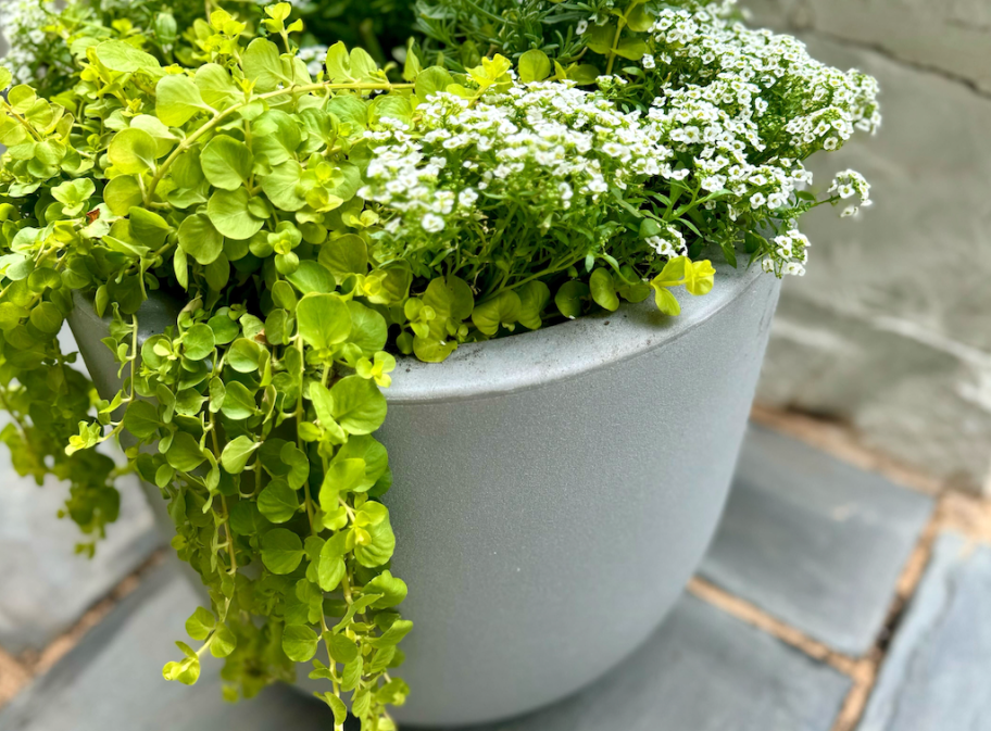 The BEST Walmart Planters (Collin’s Outdoor Resin Planters Look Like Concrete!)