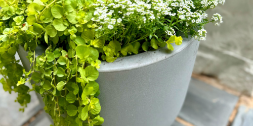 The BEST Walmart Planters (Collin’s Outdoor Resin Planters Look Like Concrete!)
