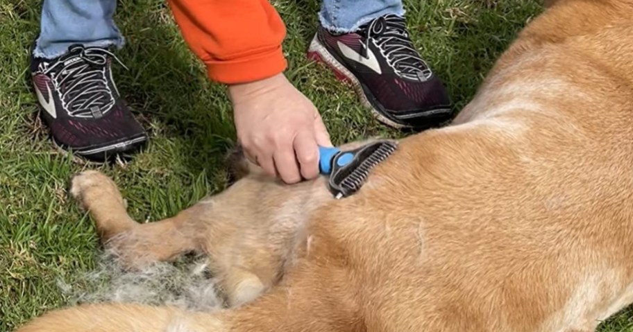 man using a blue pet grooming tool on a golden retriever dog