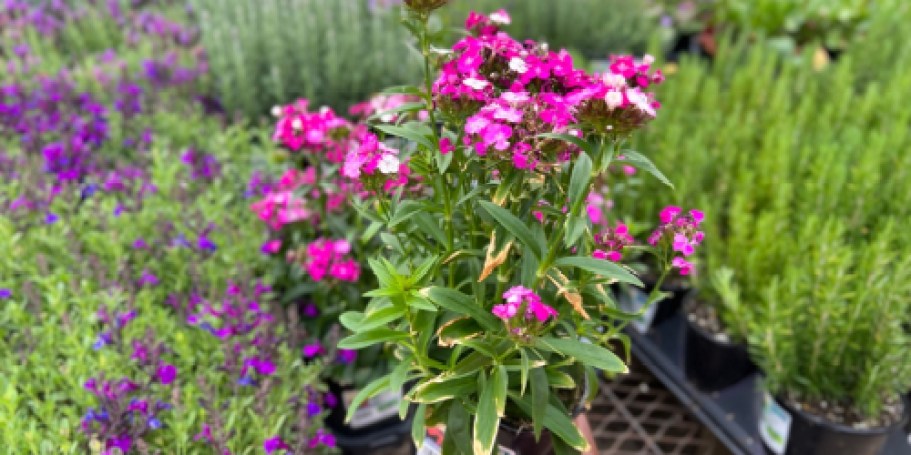 Lowe’s Daily Deals | Paint, Power Tools, Flowers, & More