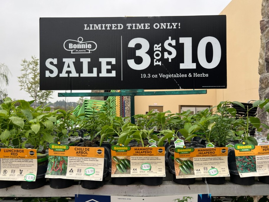 vegetable and herb plants at Lowe's with a sign 3 for $10