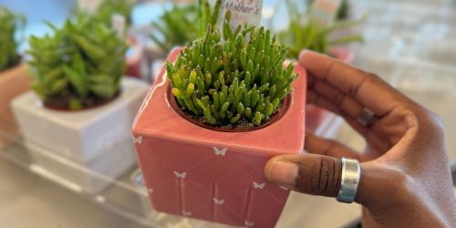 New ALDI Weekly Finds | Mother’s Day Succulents ONLY $5.99 + More!