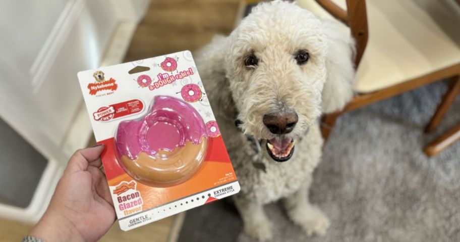 Dog with a Nylabone Doughnut Pet Toy