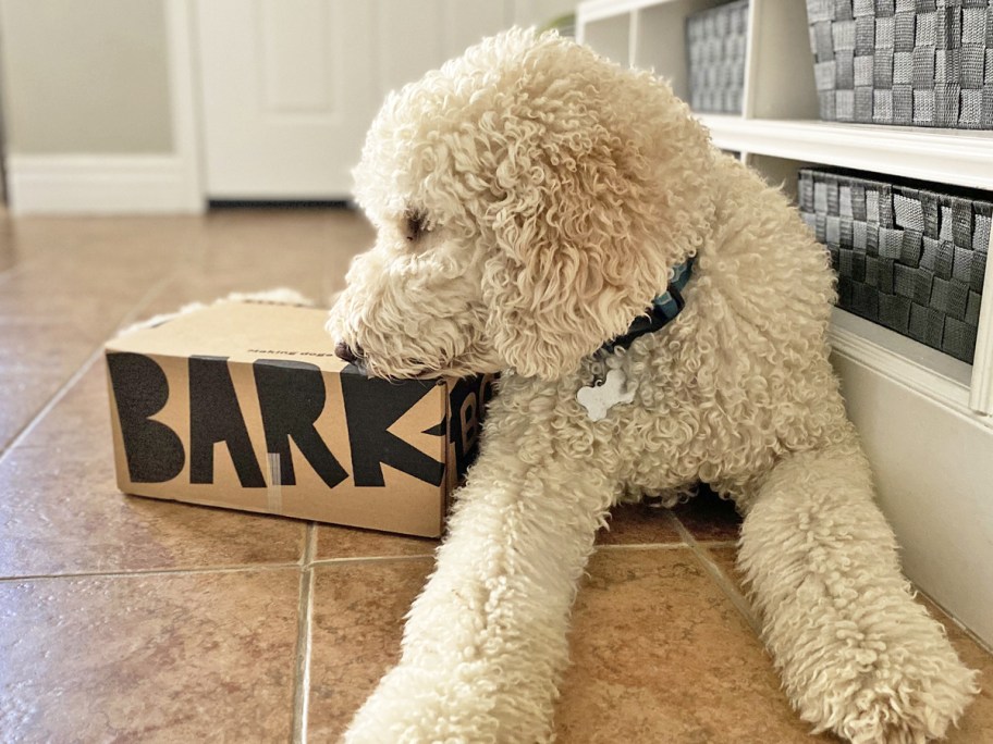 dog laying on floor sniffing a barkbox