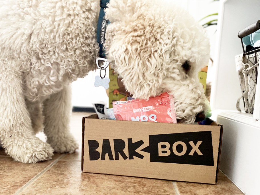 dog sniffing a barkbox