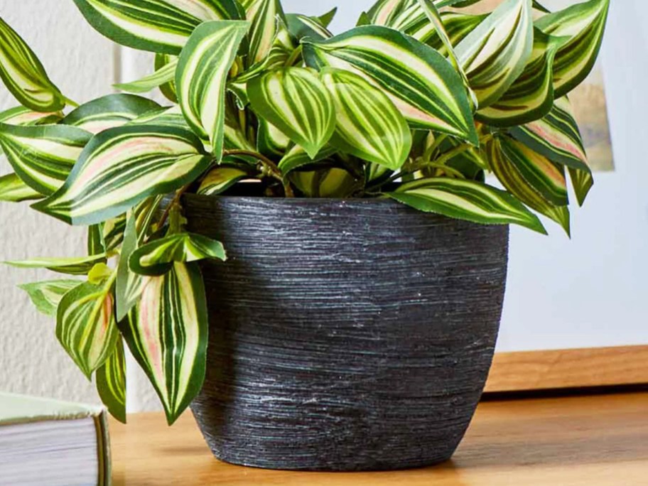 green plant in a black textured pot