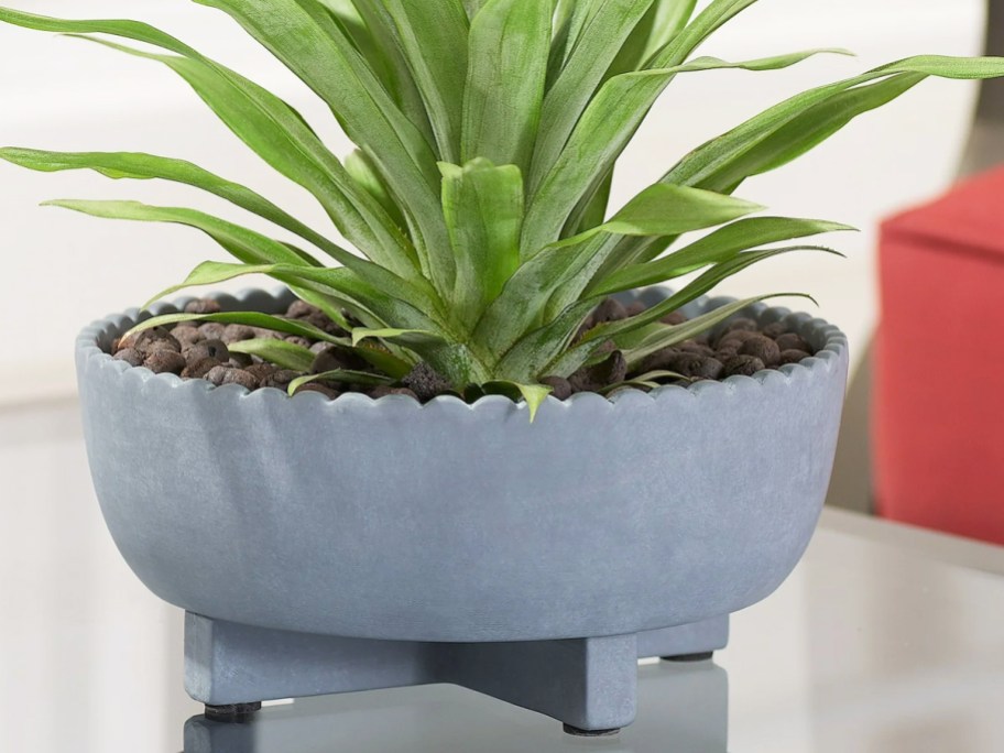 plant inside a ceramic bowl planter with scalloped edges