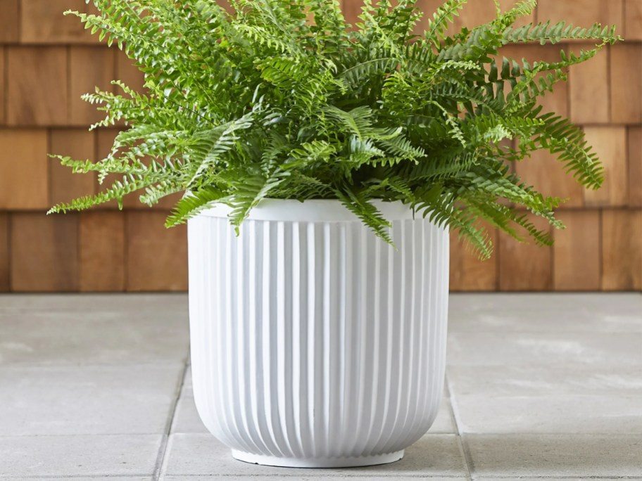green fern in a white planter on patio