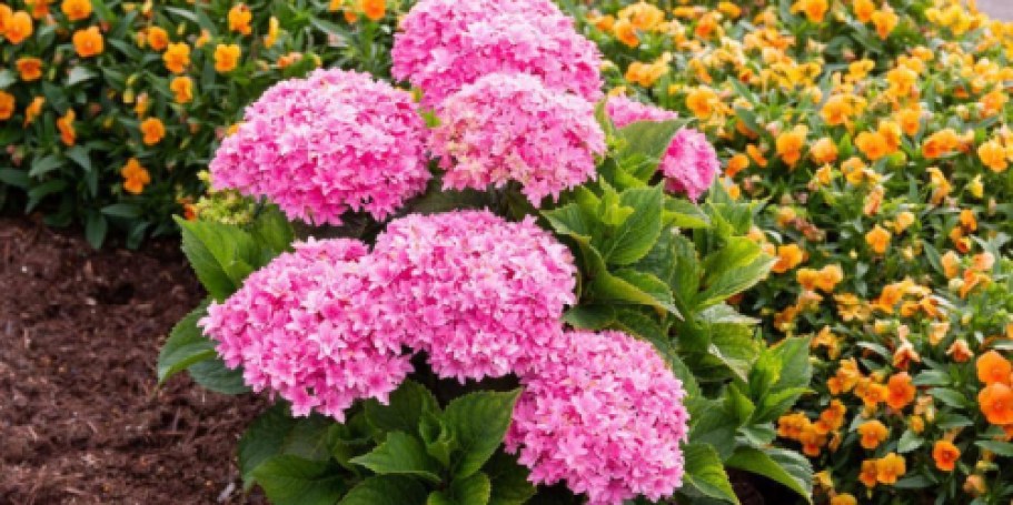 WOW! Get 25 Flowering Shrubs with $10 Arbor Day Foundation Donation