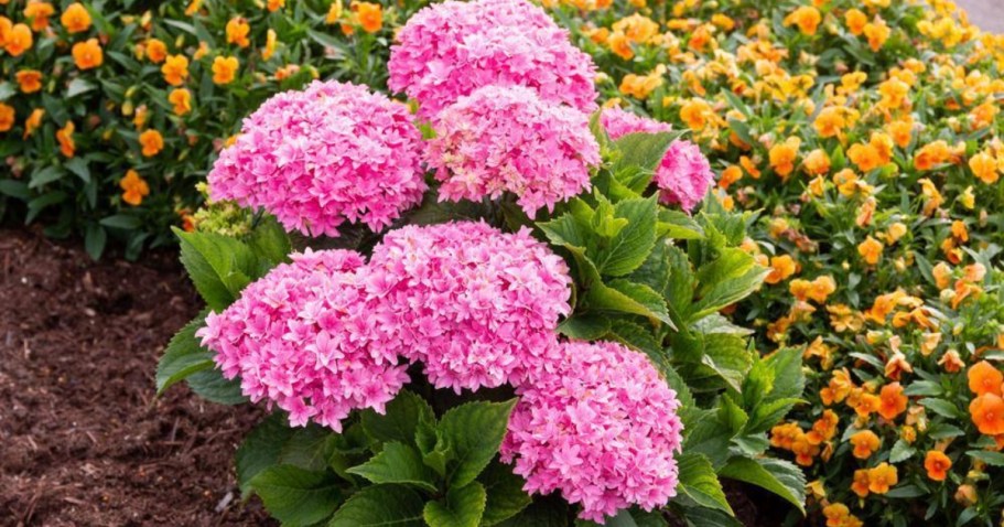 WOW! Get 25 Flowering Shrubs with $10 Arbor Day Foundation Donation