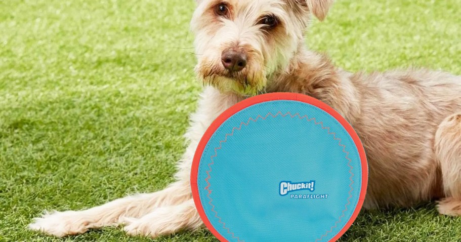ChuckIt Flying Disc Dog Toy Only $3.80 Shipped on Amazon (Regularly $17)