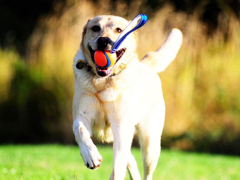 dog running with orange and blue toy in mouth
