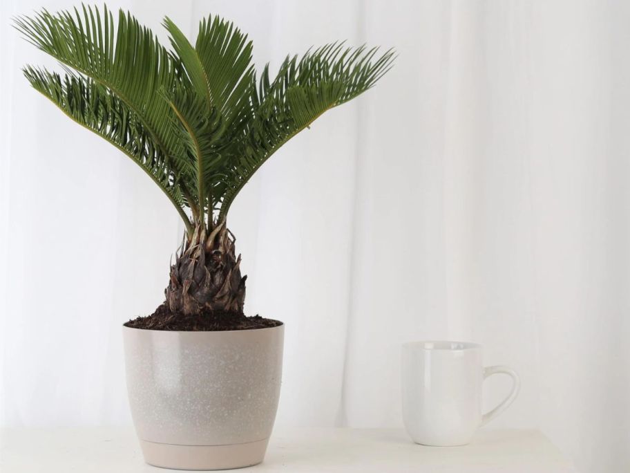 Costa Farms Sago Palm Tree House Plant in 6" Pot on a dresser next to a coffee mug