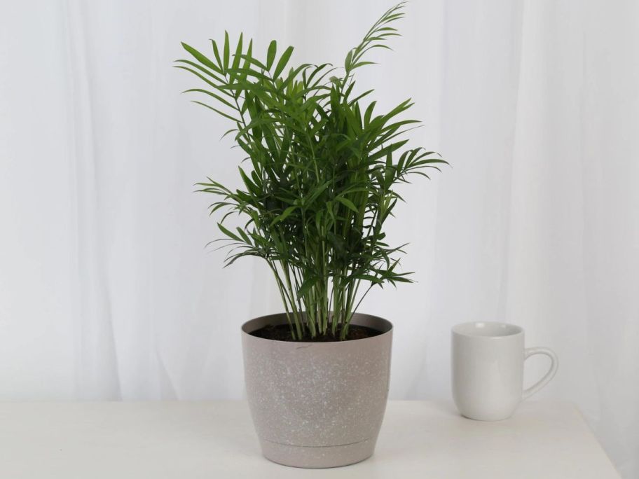 Costa Farms Parlor Palm Tree House Plant in 6" Pot next to a coffee mug