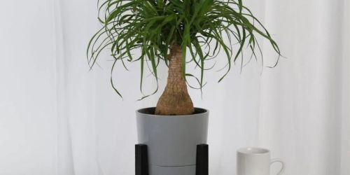 Up to 50% Off Costa Farms Live House Plants on Lowes.com – Today Only!