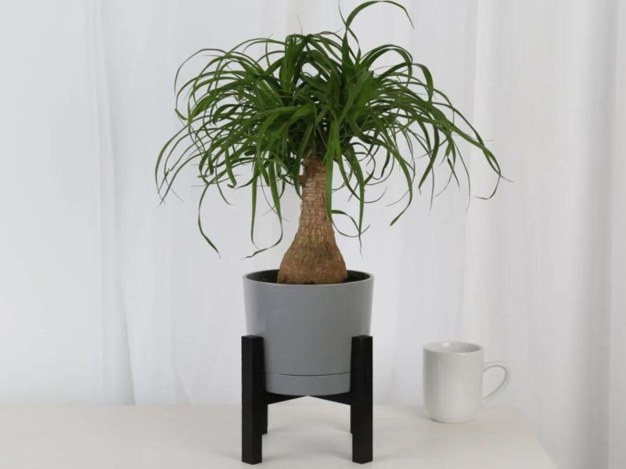 Costa Farms Ponytail Palm House Plant in 6" Planter