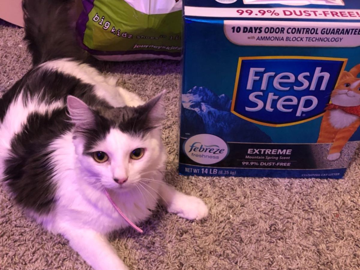 Fresh Step Cat Litter 14-Pounds JUST $5 Shipped on Amazon
