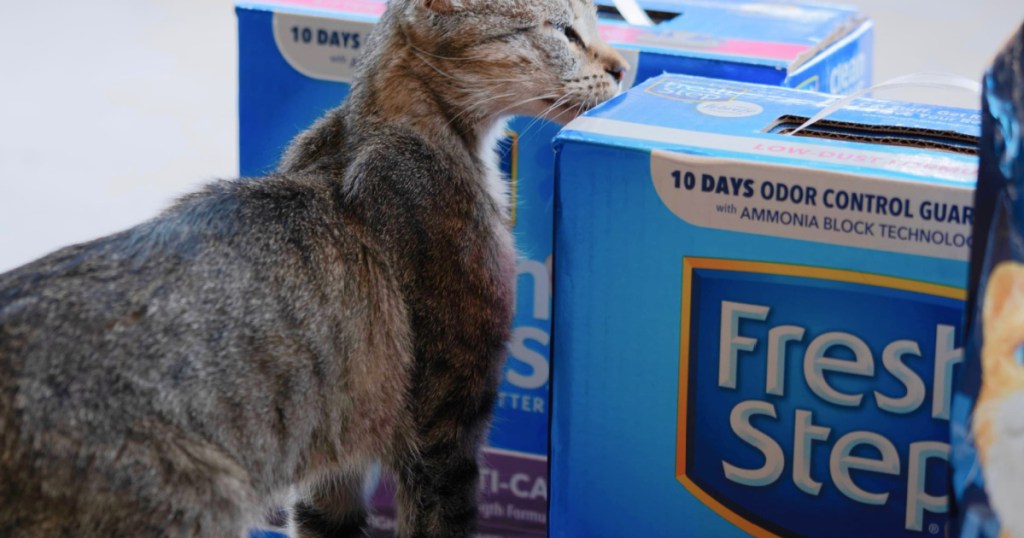 cat by box of fresh step litter