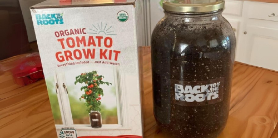 Cherry Tomato Organic Windowsill Planter Kit Just $11.59 on Amazon (Reg. $30) + More!