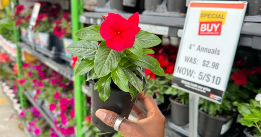 hand holding a red flower in plastic planter with more behind it and a sale sign at Home Depot