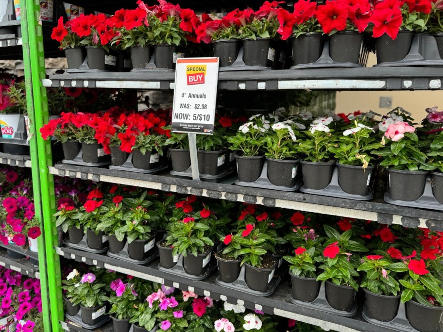 annual flowers on shelving unit with sale sign at Home Depot