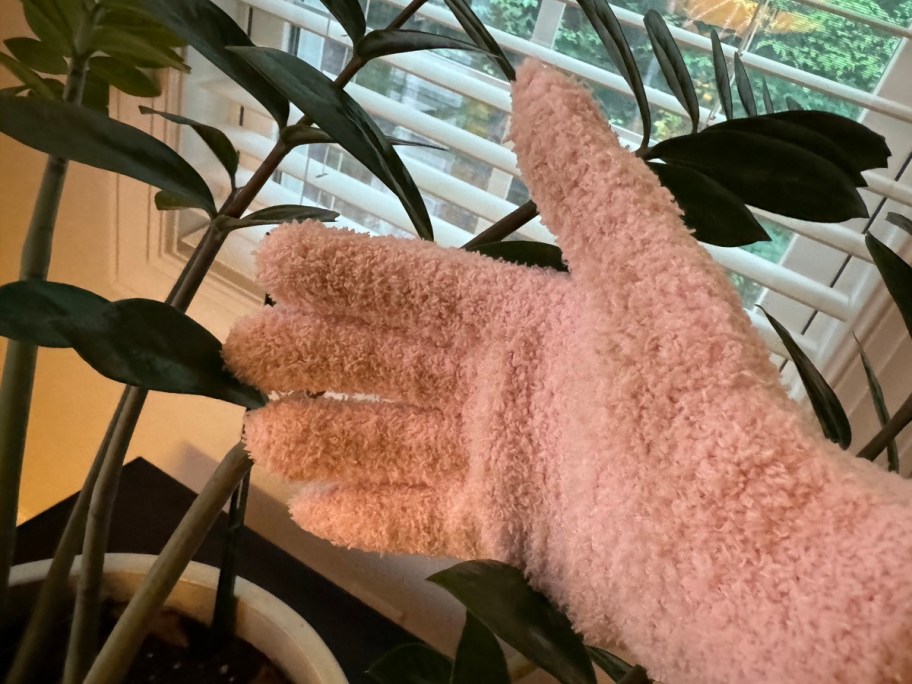 Happy Friday Reader wearing gloves to clean a plant