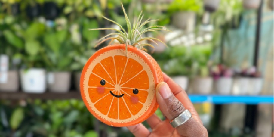Smiling Fruit Shaped Planters w/ Air Plants Just $8.98 at Lowe’s!