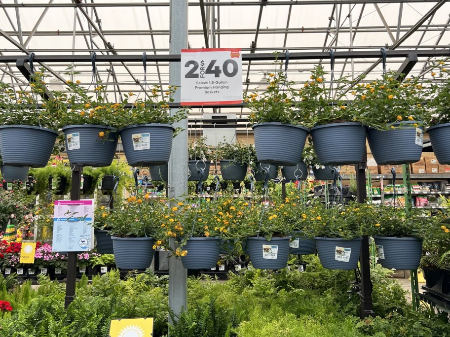 hanging flower baskets on display in garden center with 2 for $40 sale sign above them