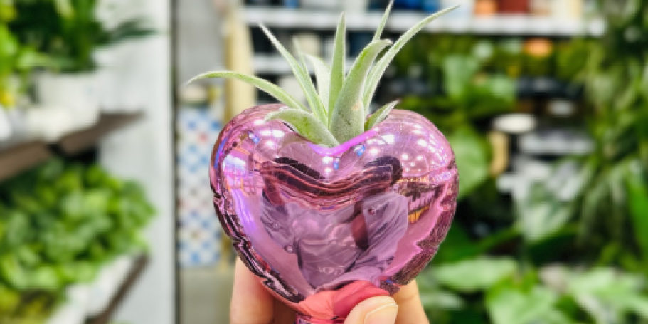 Heart-Shaped Planters w/ Air Plants Just $7.98 at Lowe’s + More