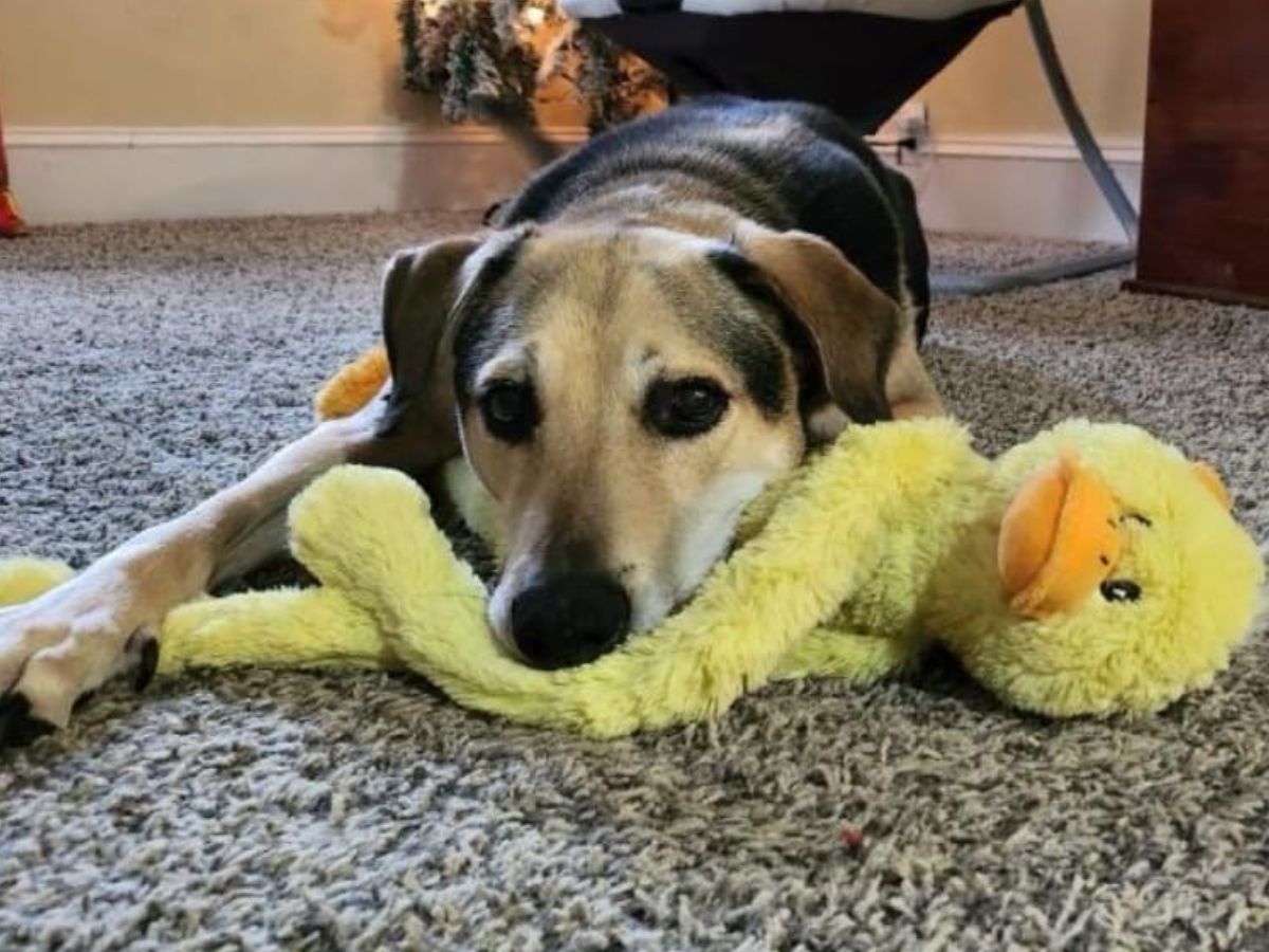 Up to 50% Off Multipet Dog Toys on Amazon | 27″ Plush Duck Only $3.97