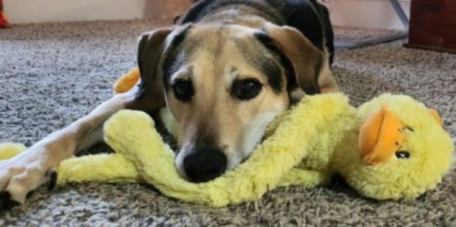 Multipet Duck Plush Dog Toy Only $4.60 on Amazon