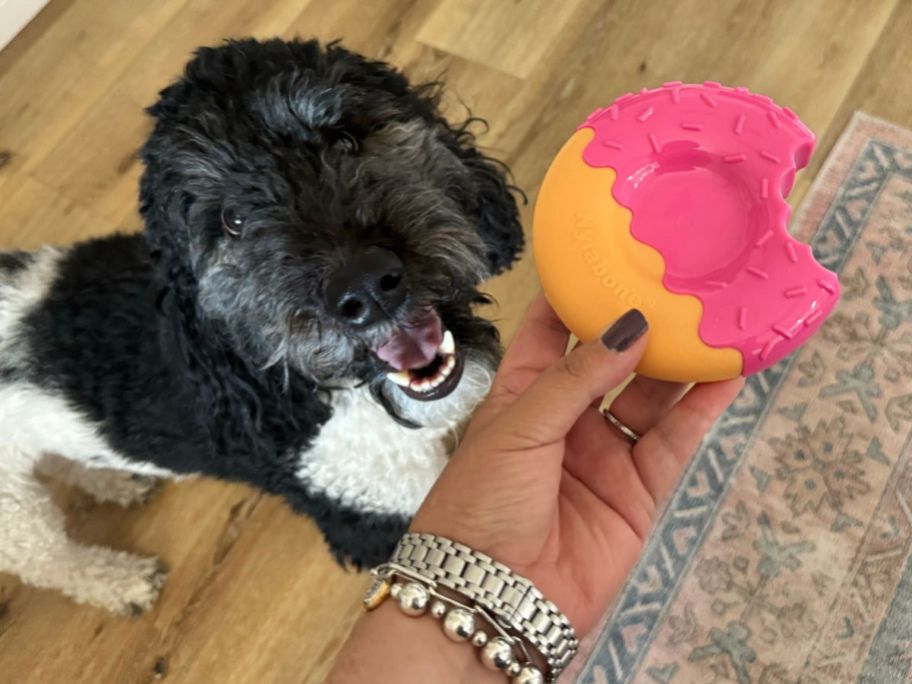 Hand holding a Nylabone Doughnut toy next to a dog