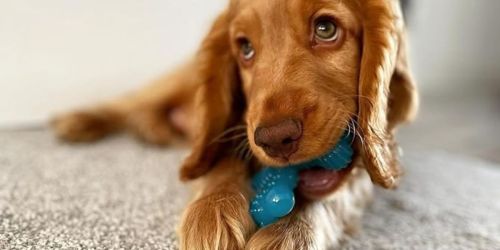 Nylabone Puppy X Bone Chew Toy Only $4.77 Shipped on Amazon (Reg. $13)