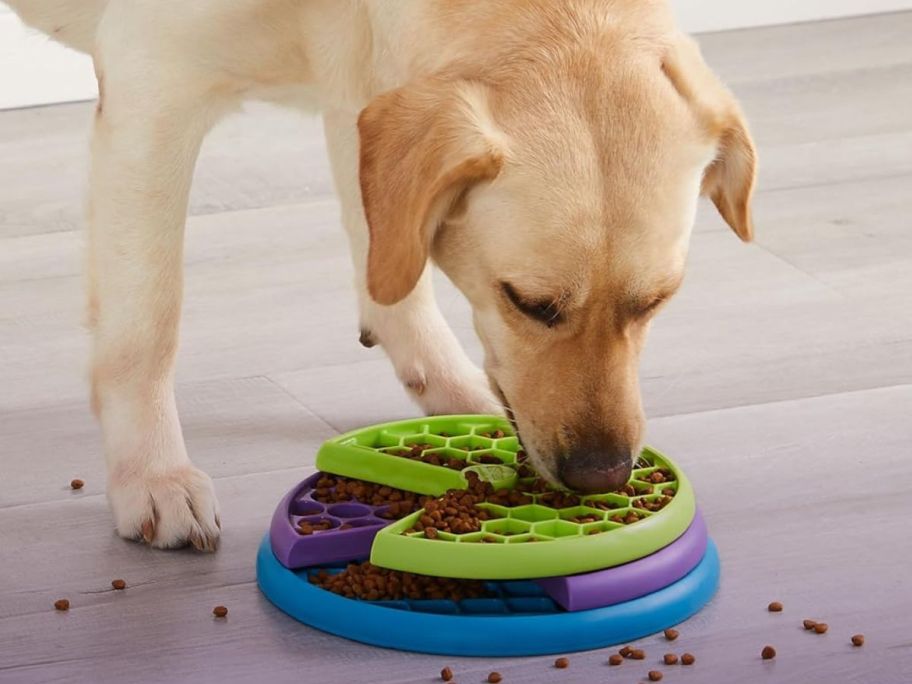 Dog eating from a Melissa & Doug Outward Hound Lickin' Layers Puzzle Feeder