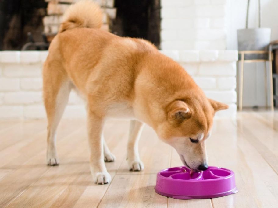 Dog eating from a Outward Hound Medium Fun Feeder Slo Bowl 