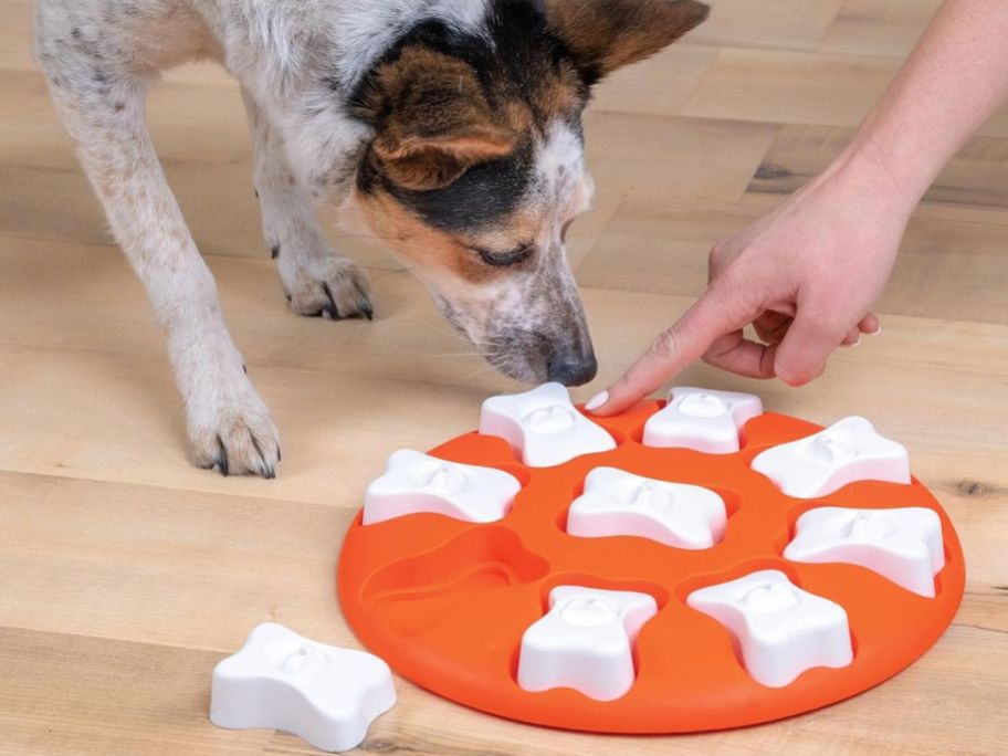 Dog playing with a Outward Hound Nina Ottosson Beginner Interactive Treat Puzzle