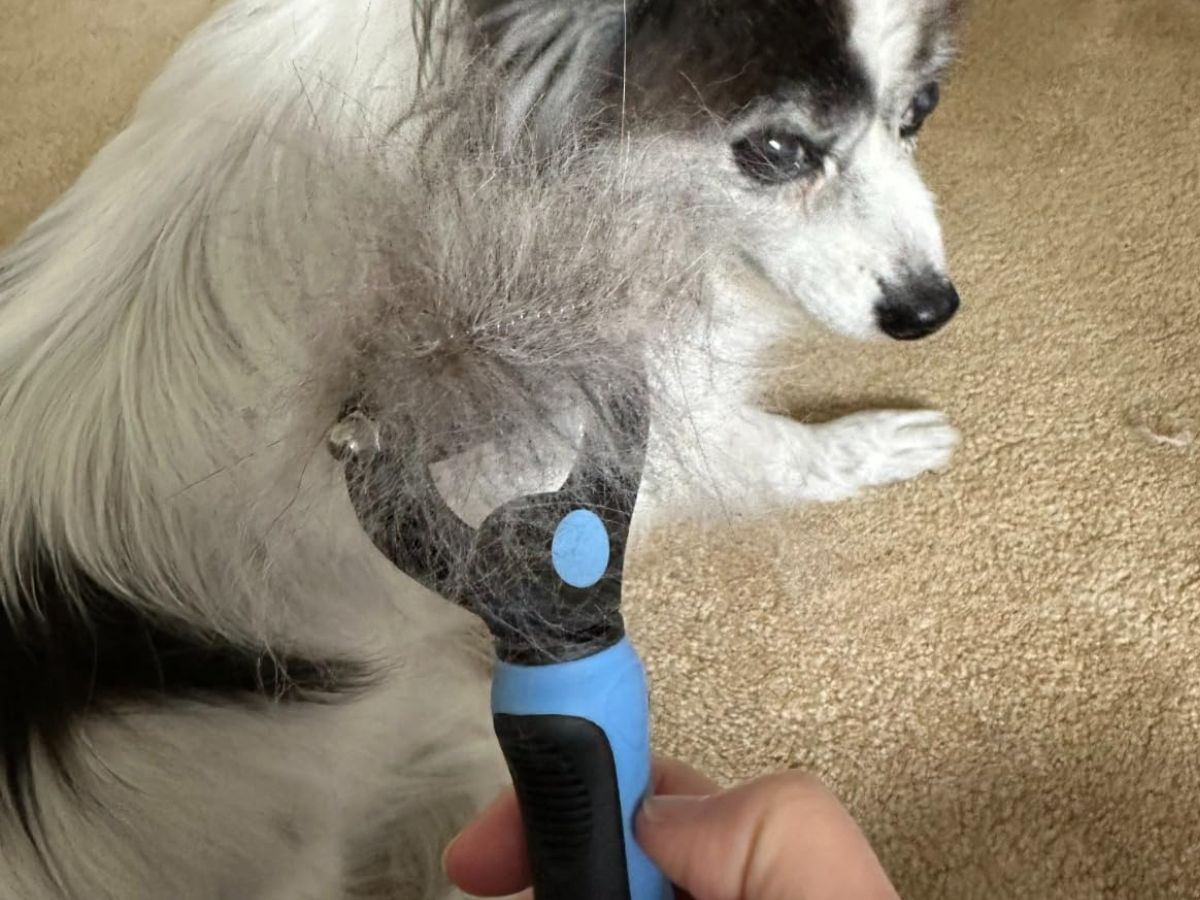 Double-Sided Rake Pet Grooming Brush JUST $4.89 on Amazon